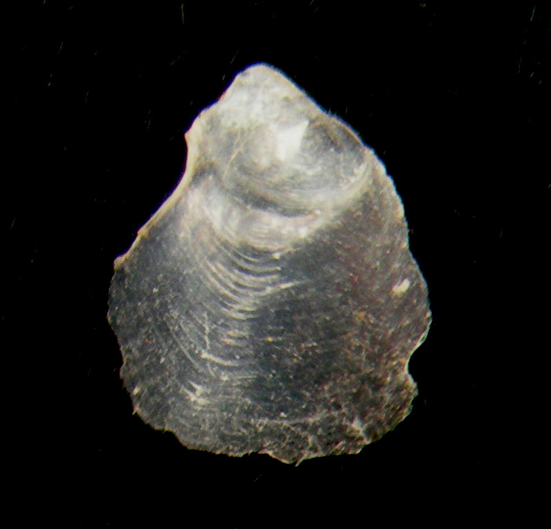 Petalifera